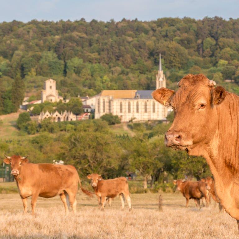 pré vaches