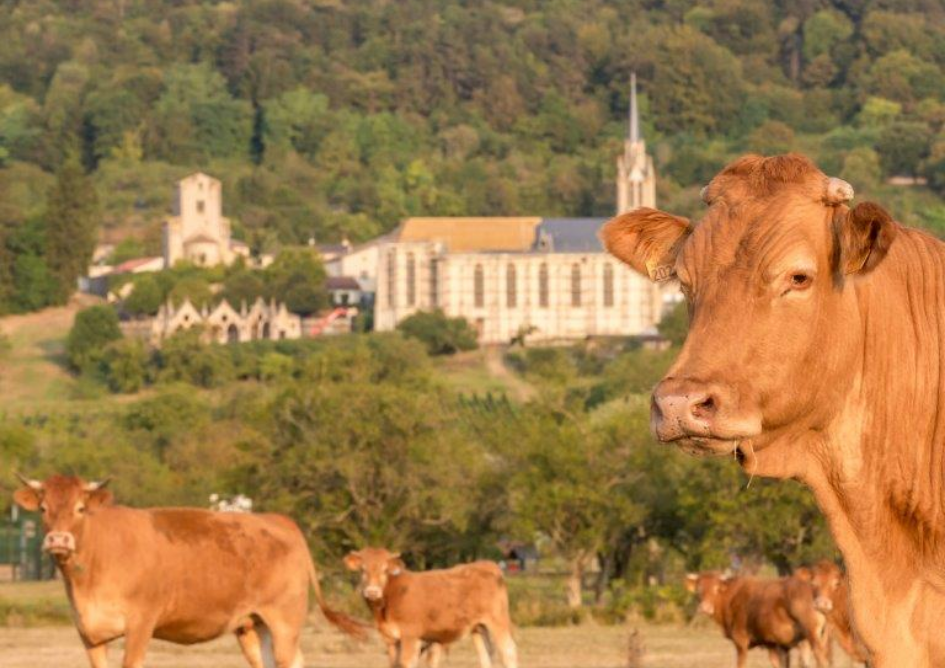 élevage vaches domaine des templiers